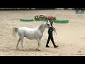 Download Lagu N 87 GW SHABESSA   El Jadida 2025   International AHS Title   Mares 7+ Years Old Class 5