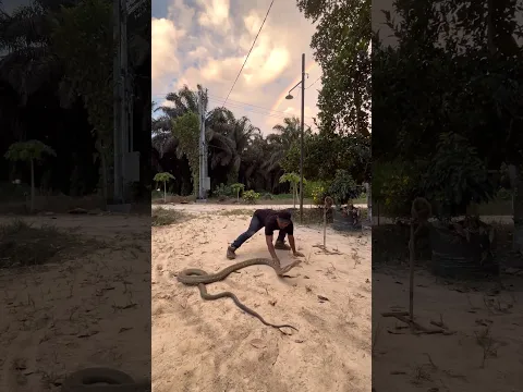 King cobra badai mulai agresif #mandapetualang