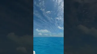 Putting on a show! #naturelovers #cruisinglife #bahamas #liveaboardlife #liveaboard #o52 #outremer