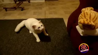 video lucu ekspresi kucing kaget dan ketakutan sampai melompat funniest animal 2017