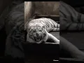 Download Lagu Mengerikan ‼️ Beginilah Auman macan putih marah 😱 #subscribe #viral #animals #tiger #harimau