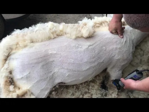 Download MP3 Adjusting combs and cutters on a sheep shears!