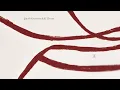 Download Lagu Jacob Gurevitsch - El Terreno (Full Album) - 0308