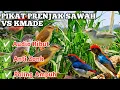 Download Lagu Pikat Prenjak Sawah/Klik VS Burung Kemade Ribut Sangat Ampuh untuk Pikat