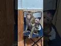 Lagu Today raining 🌧️ no play outside baby #viral #monkey #cute #animals #shorts #trending #video #pets