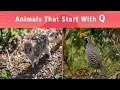 Animals Start With The Letter Q Listed With Facts
