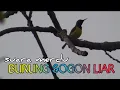 Download Lagu SUARA MERDU BURUNG SOGON DI ALAM LIAR‼️SEPUTAR kewan