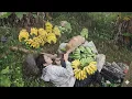 Lagu The difficult life of Thuan and his loyal dog Rocky | Harvesting bananas in the rain