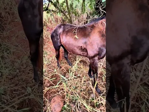 Caballo Atrapado en el Árbol 🐴🌳