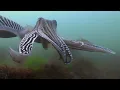 The Elusive Forest Animals of Wild Great Britain | Our World