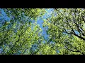 Download Lagu Natuurgeluiden Ontspannend geluid van de wind in de bladeren van de bomen