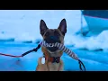 Can My Belgian Malinois Rescue Me