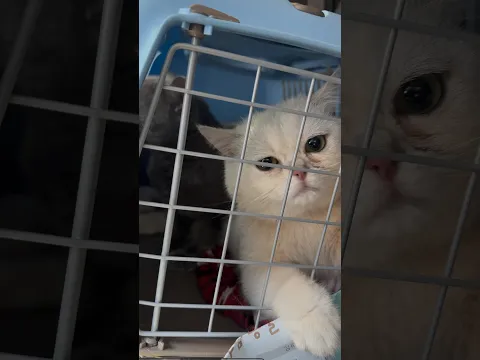 쭈글탱이가 된 호설 #고양이 #cat