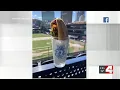 Kent Ehrhardt Cameron Bopp try Hartford Yard Goats hot dog submerged in goat milk