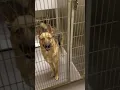 911 URGENT 100 animals need help by 18 or BE EUTHANIZED Stanislaus shelter Modesto CA