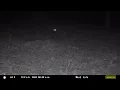 Black coyote