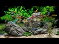 Download Lagu Dream Aquarium - 2 Hours - 8 Tanks (4K)