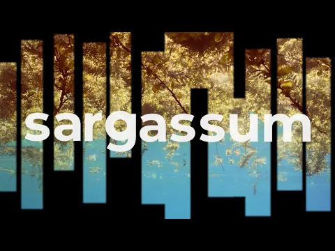 SARGASSUM Documentary Trailer