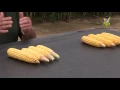 Bill Mullen August Crop Check Grant County Indiana