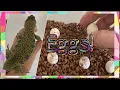 the jeweled lacertas had eggs