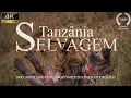 Download Lagu TANZÂNIA SELVAGEM | A Batalha Pela Sobrevivência dos Predadores Ferozes | Documentário Animais