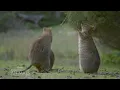 Quokkas on Rottnest Island are Adorable! | Extraordinary Animals