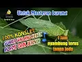 Download Lagu SUARA MASTERAN WALANG KEKEK ASLI TANPA JEDA DAN JERNIH 1 jam || BAMIS LOVEBIRD farm