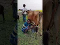 Gorur video,amba,hamba,goru,guru,cow tiktok #shorts