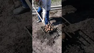 A Hand Held Potato Digger Is A Handy DIY Tool For Your Garden 