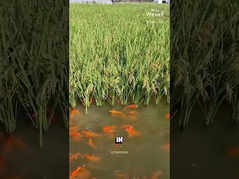 Raising Koi in Rice Fields