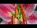 Cover || Primavera - Ainda
