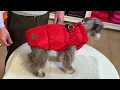 Down Harness Puffer Coat - Canine Styles