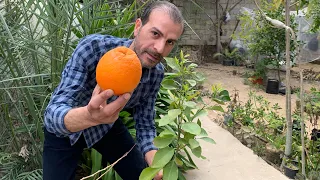                                                                                                      دندنها