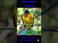 Suara pikat burung Kutilang emas RIBUT. andalan kami.jangan lupa like komen dan subscribe 🙏