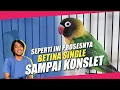 SEPERTI INI RAWATAN LOVEBIRD BETINA SINGLE FIGHTER SAMPAI KONSLET - BERSAMA OM DIDOZ
