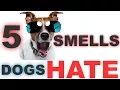 5 Smells Dogs Hate