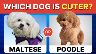 Would You Rather...? DOGS Edition 🐶 Which Dog is Cuter?