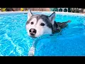 This is our Dogs FAVORITE Thing to do in the Swimming Pool Husky Swimming Pool Party
