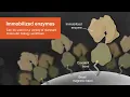 Learn about Immobilized T4 DNA Ligase