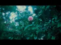 sunflwr - auburn (OFFICIAL)