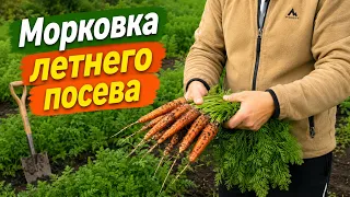 Морковь летнего посева за месяц до уборки- немного подкопали посмотреть.
