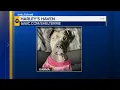 Shelter Me Meet Karma from Harley s Haven rescue