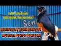 Download Lagu Murai batu gacor untuk pancingan dan memancing emosi murai batu bahan