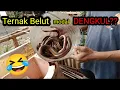 Download Lagu MENCOBA TERNAK BELUT KOLAM TERPAL