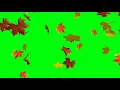 Leaf falling green screen No Copyright Video.
