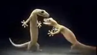 اغانيه اذوب اذوب اذوب  من تلزميني اذوب عله بعيرصي ههههههههه   لميدخل علفيديو ثاني يوم يتندم   دندنها
