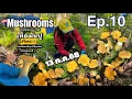 Download Lagu Ep.10 (14ก.ค.68) เห็ดมันปู Cantharellus Cibarius (Kantarell 🇸🇪) ป่าล้านวิวรอบแรกของปี