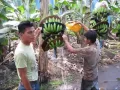 Download Lagu Cómo se cosecha el banano