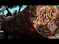 Download Lagu Kejadian luar biasa saat menebang pohon merah besar di tempat penggergajian kayu