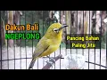 Download Lagu Pancingan Jitu Pleci Dakun Bali Ngeplong